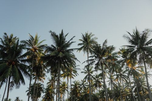 Free Stunning view of coconut palm trees under a clear blue sky in Bali, Indonesia. Stock Photo