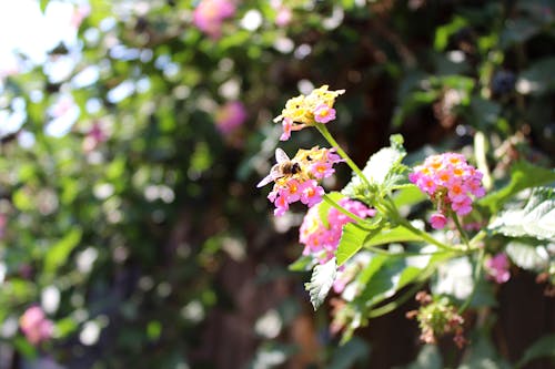 Immagine gratuita di ape, arbusti, fiori