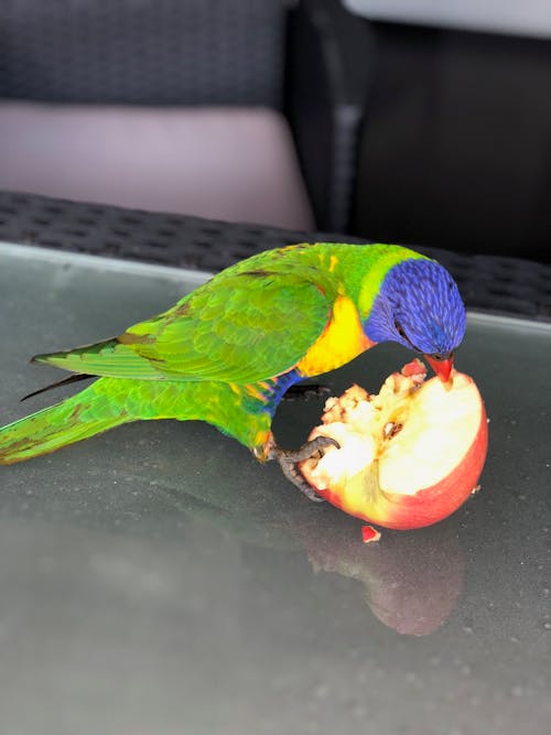 Foto stok gratis lorikeet pelangi