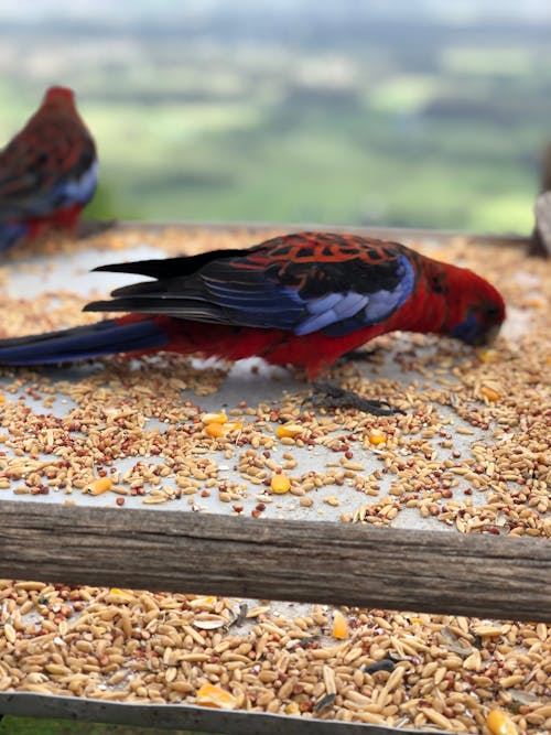 Foto profissional grátis de rosella carmesim