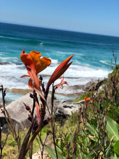 Foto d'estoc gratuïta de mare naturalesa