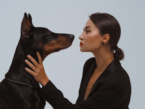 Imagine de stoc gratuită din adorabil, animal de casă, câine