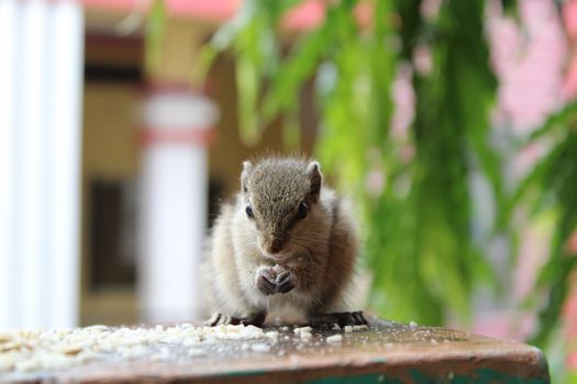 hamster photo