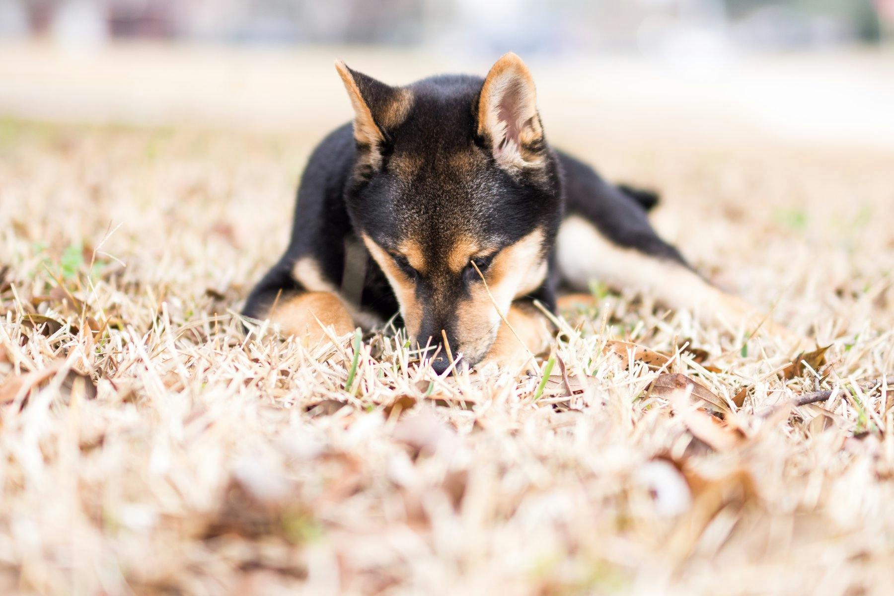 Adult Black And Tan Shiba Inu Lying On Grass Field Free