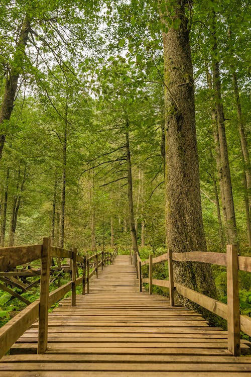  Wooden Pathway Going Through the Woods