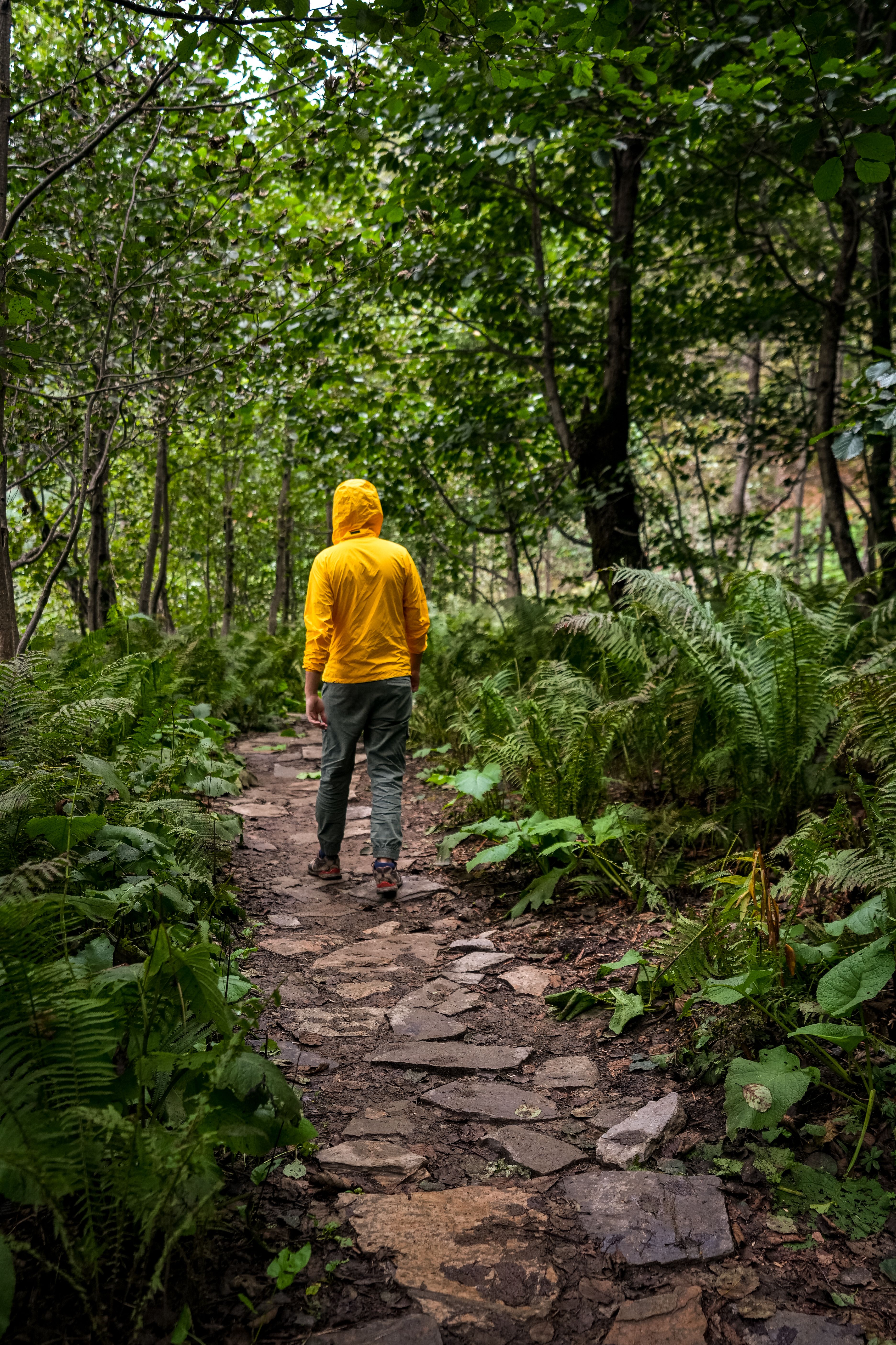 Person in Yellow Hoodie Walking on Pathway Between Green Trees and ...