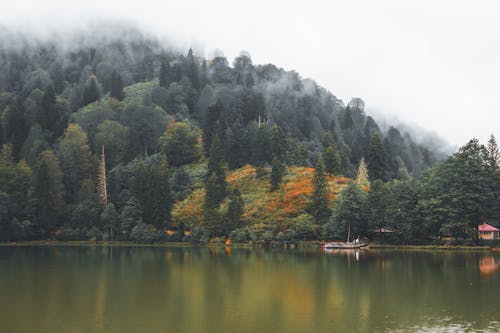 Free A Placid Lake Scenery Across the Forest Stock Photo