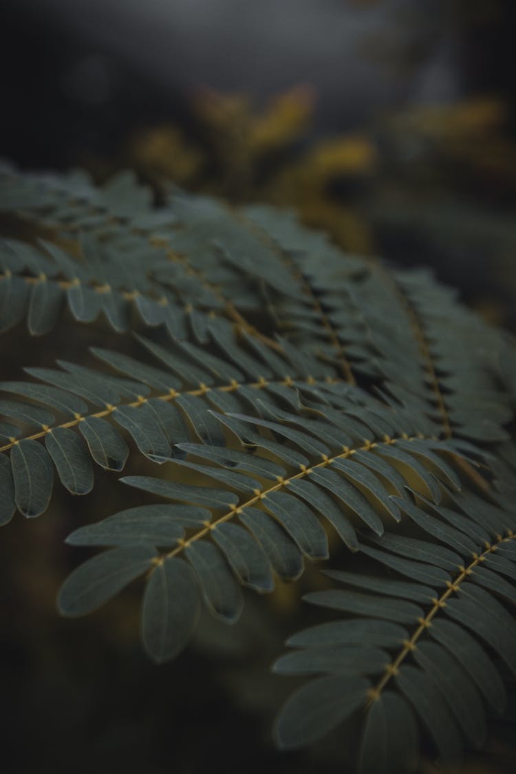 Green Acacia Leaves In Tilt Shift Lens