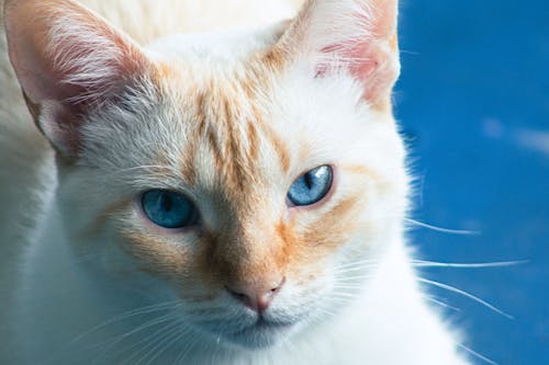 Close Up of Kitten with Blue Eyes