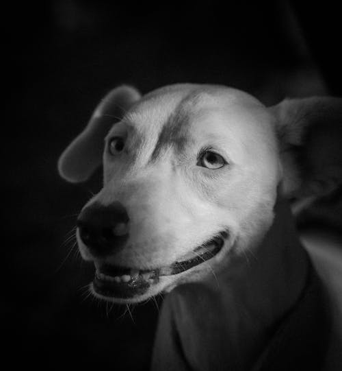 Free A Grayscale Photo of a Dog Stock Photo