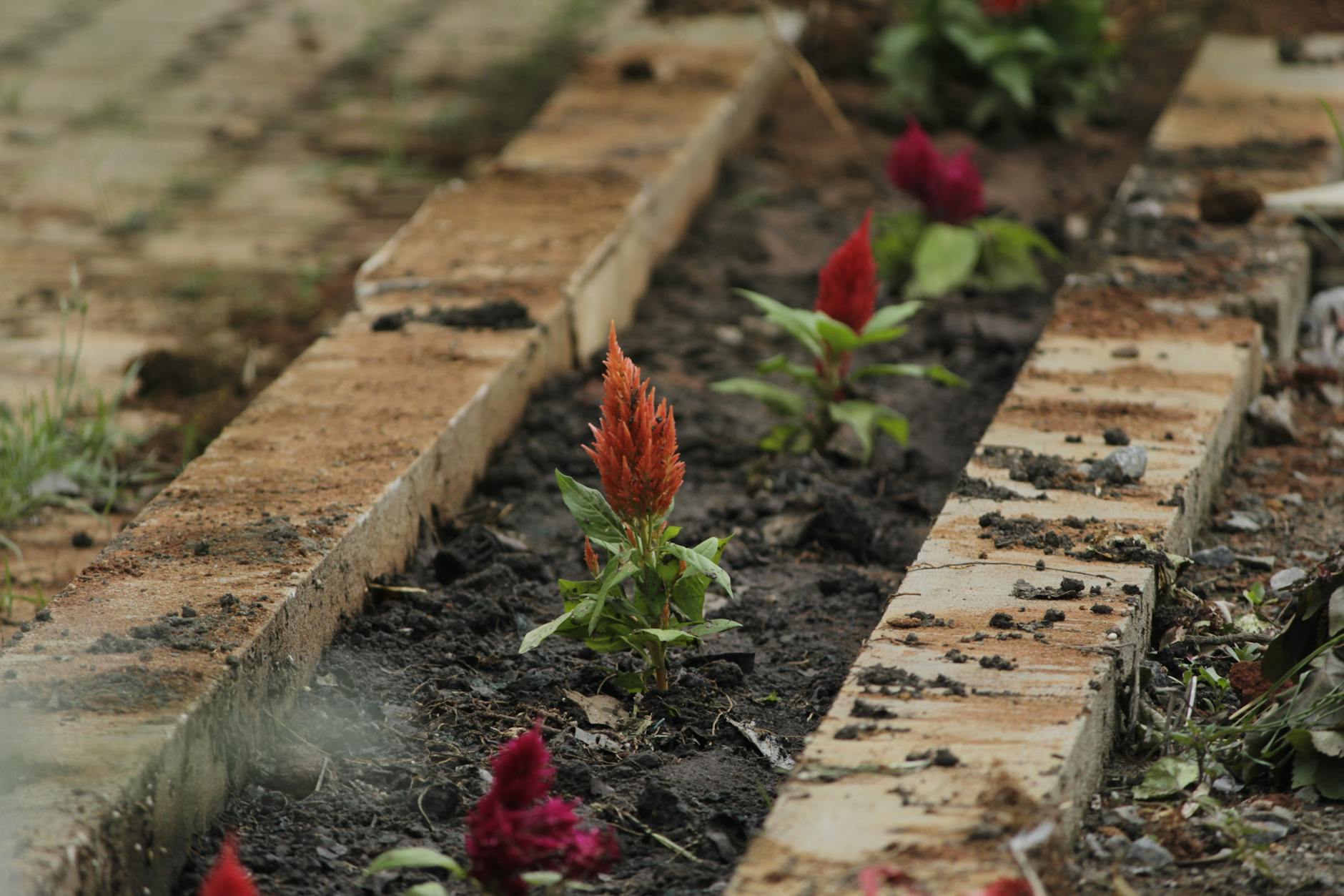 Close-up of vibrant garden flowers blooming among brick-lined pathways.