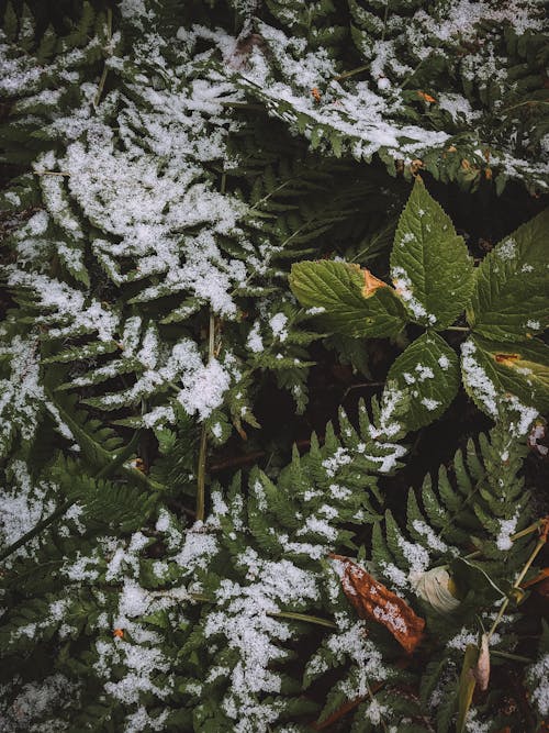 Green Leaves Covered with Snow