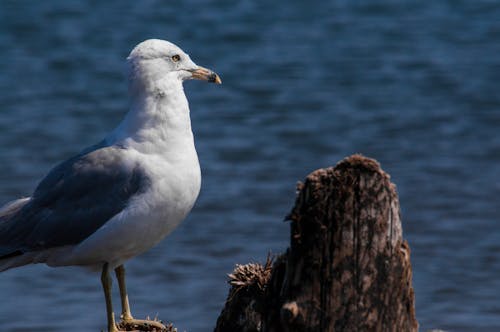 Free stock photo of seagull