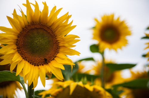 Free Macro Photography of Sunflower Stock Photo