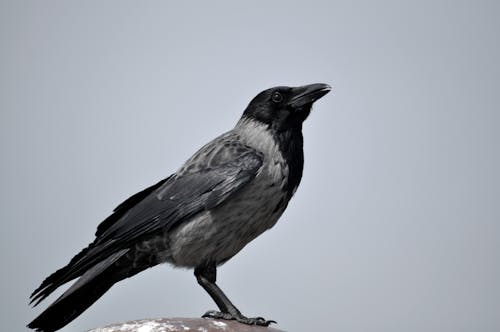 бесплатная черно серая птица Стоковое фото