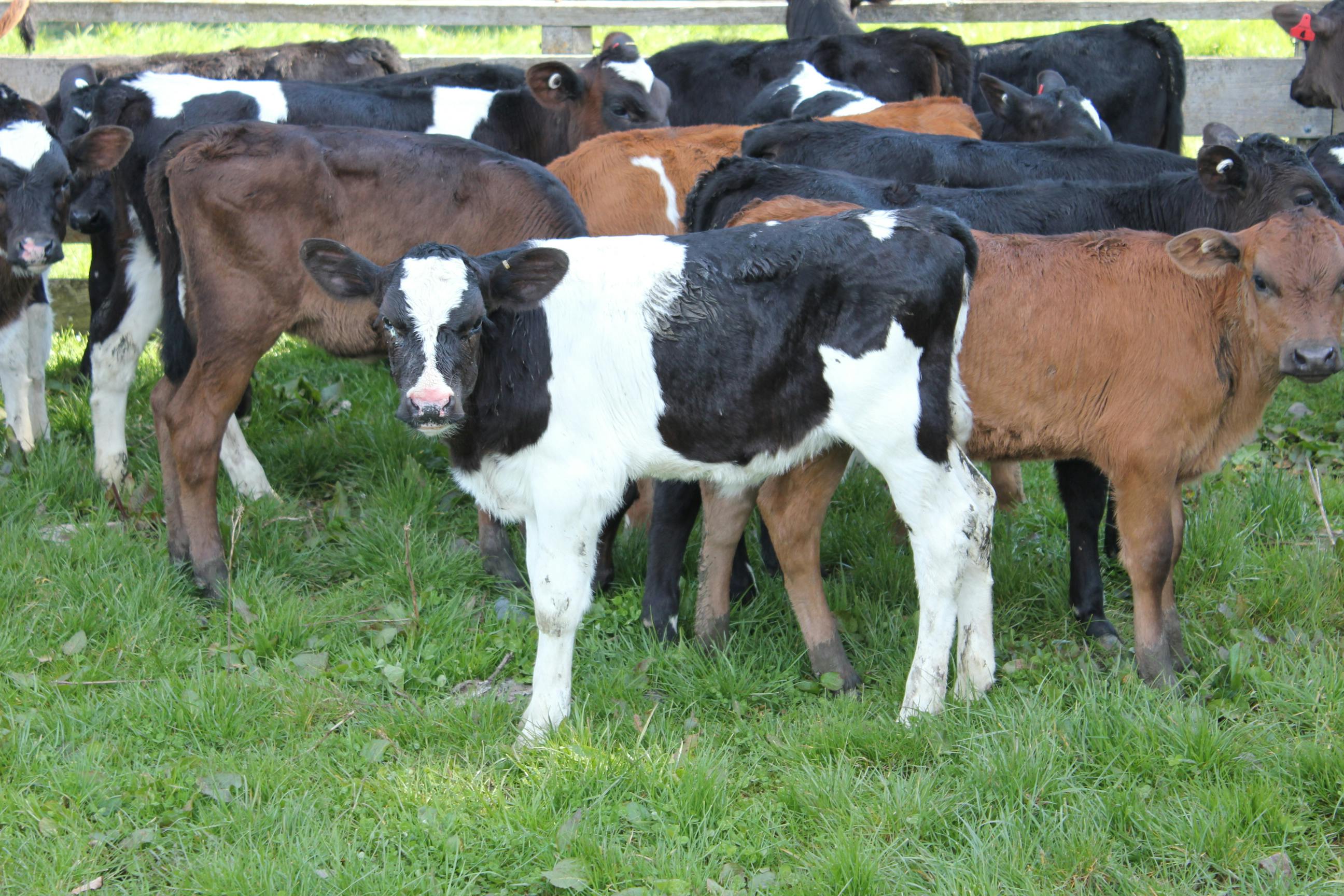 Free stock photo of healthy calves on Cow & Calf Formula