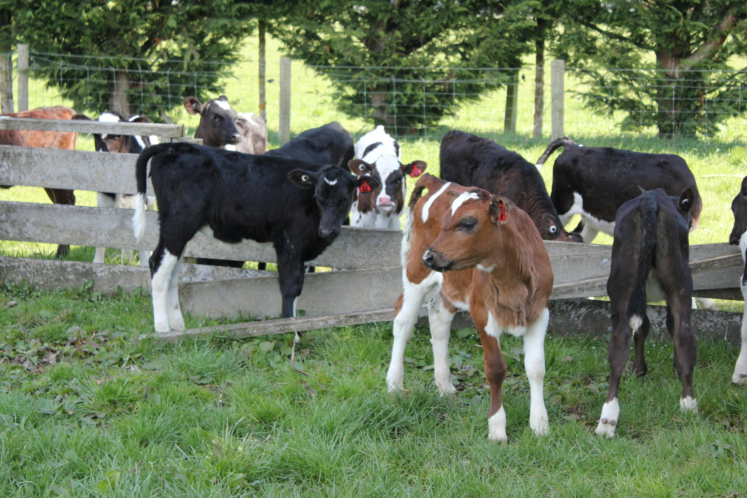 Free stock photo of healthy calves on Cow & Calf Formula