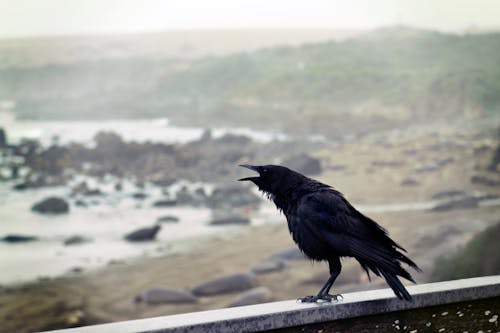 gratis Zwarte Vogel Die Op Betonnen Muur Met Oceaanoverzicht Neerstrijkt Stockfoto