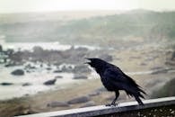 Black Bird Perching on Concrete Wall With Ocean Overview