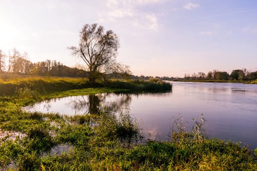 Gewässer Und Grüne Pflanzen Unter Blauem Himmel