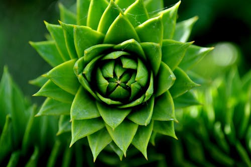 бесплатная Зеленое суккулентное растение Стоковое фото