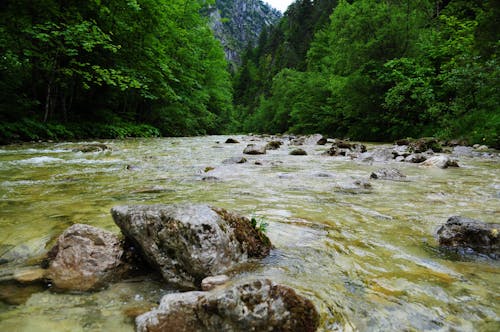 River Between Mountain Surrounded by Green Leaf Trees