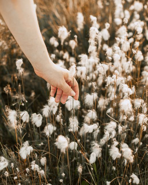 A gentle hand reaching towards blooming cotton flowers in a sunny field. Nature and tranquility embodied.