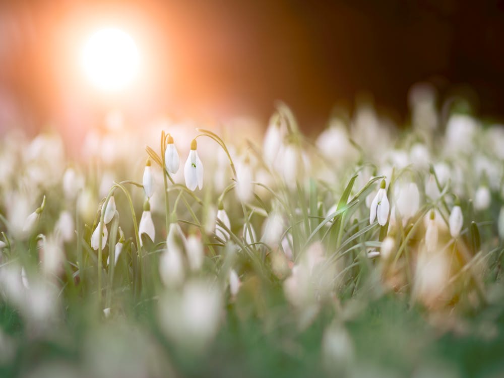 Close Up Photo of a Bed of White Flowers