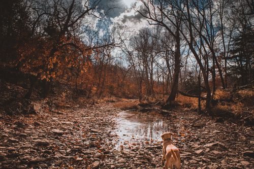 Free stock photo of autumn forest, dog Stock Photo
