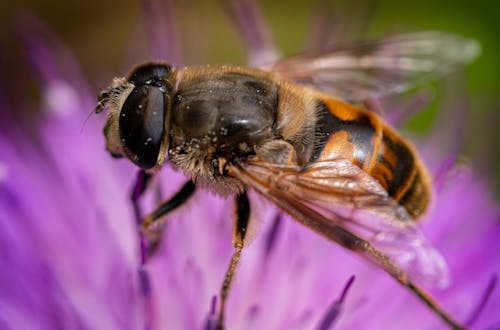 Macro Shot of a Black and Yellow Bee on a Purple Flower