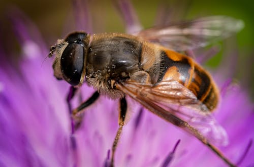 Gratis stockfoto met bestuiving, bij, entomologie