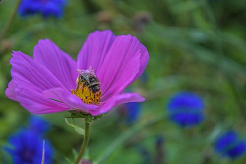 美しい花の無料の写真素材