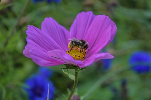 美しい花の無料の写真素材