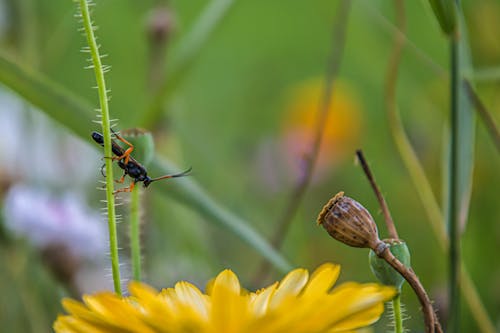 甲虫の無料の写真素材