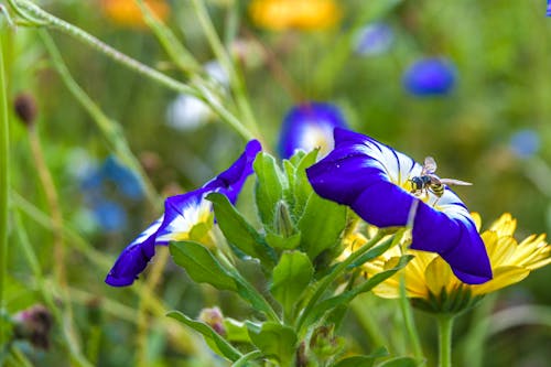 甲虫, 美しい花の無料の写真素材