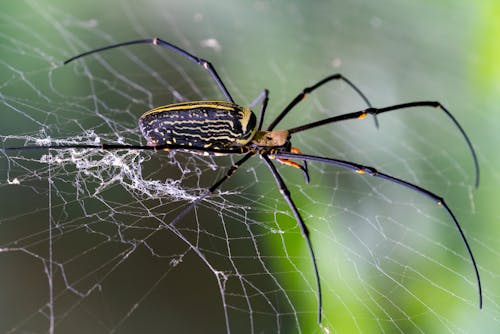 Close Up Photography of Black and Yellow Spider on Web