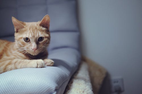 Braune Und Weiße Tabby Katze Auf Blaugrünem Textil