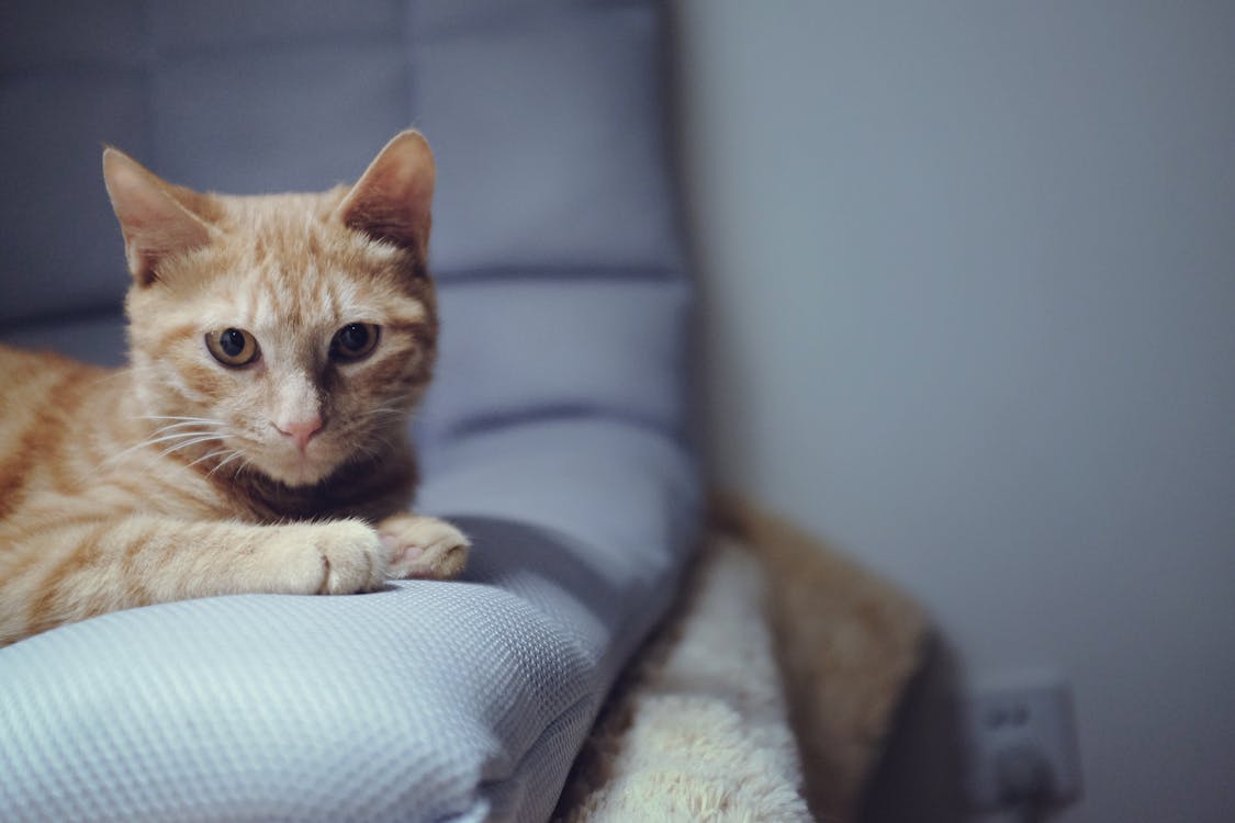 Brown and White Tabby Cat on Teal Textile