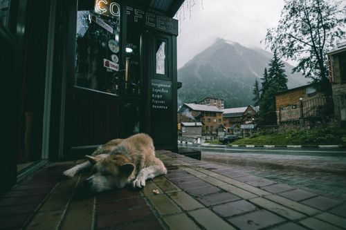 Free Dog resting outside a coffee shop on a rainy day in a mountain village with a scenic view. Stock Photo