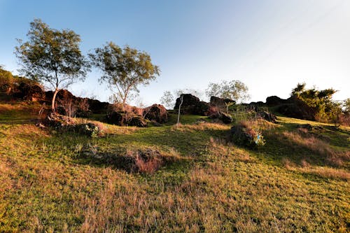 Landscape of Grass Field