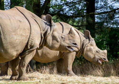 Close-Up Photo of Two Rhinoceroses on the Grass