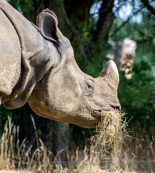 Selective Focus Photo of a Rhinoceros Eating Grass
