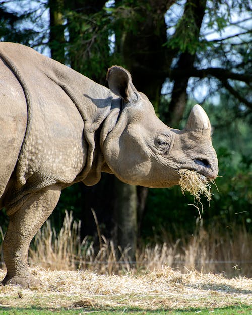 Close-Up Photo of a Brown Rhinoceros Eating Grass