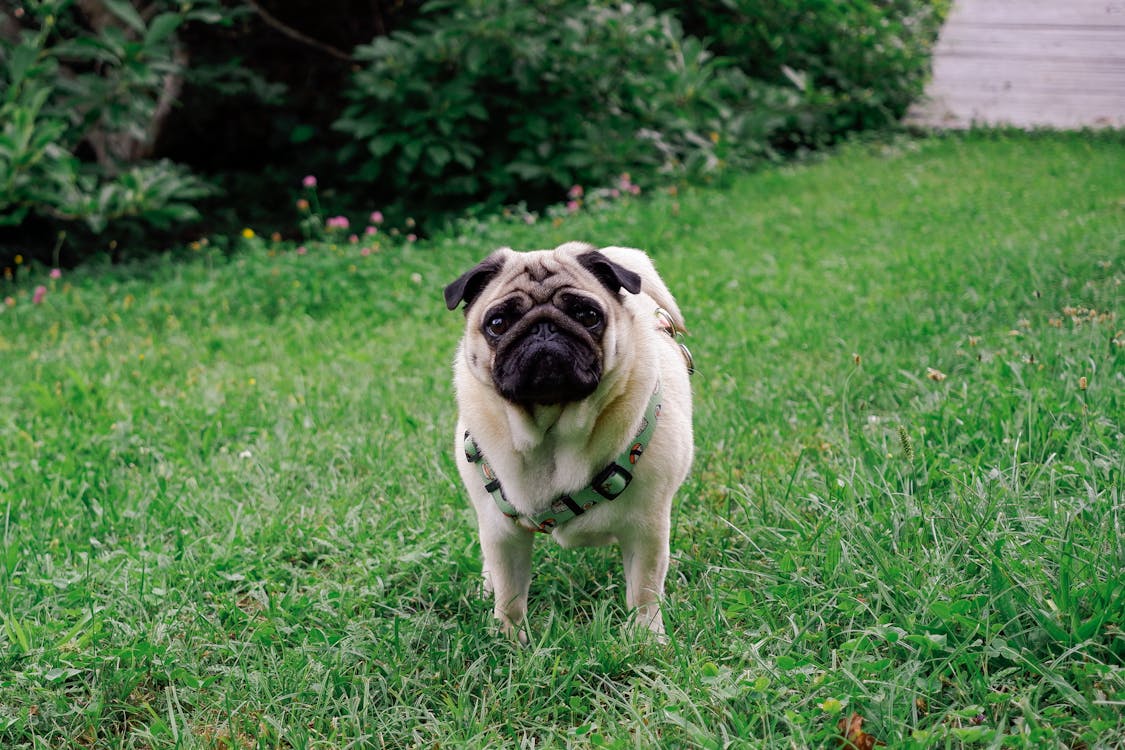 Photo of a Cute Fawn Pug on the Grass