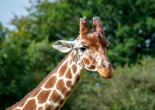 A Giraffe in Close Up Photography