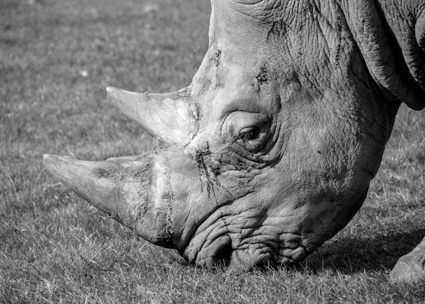 rhino eating grass