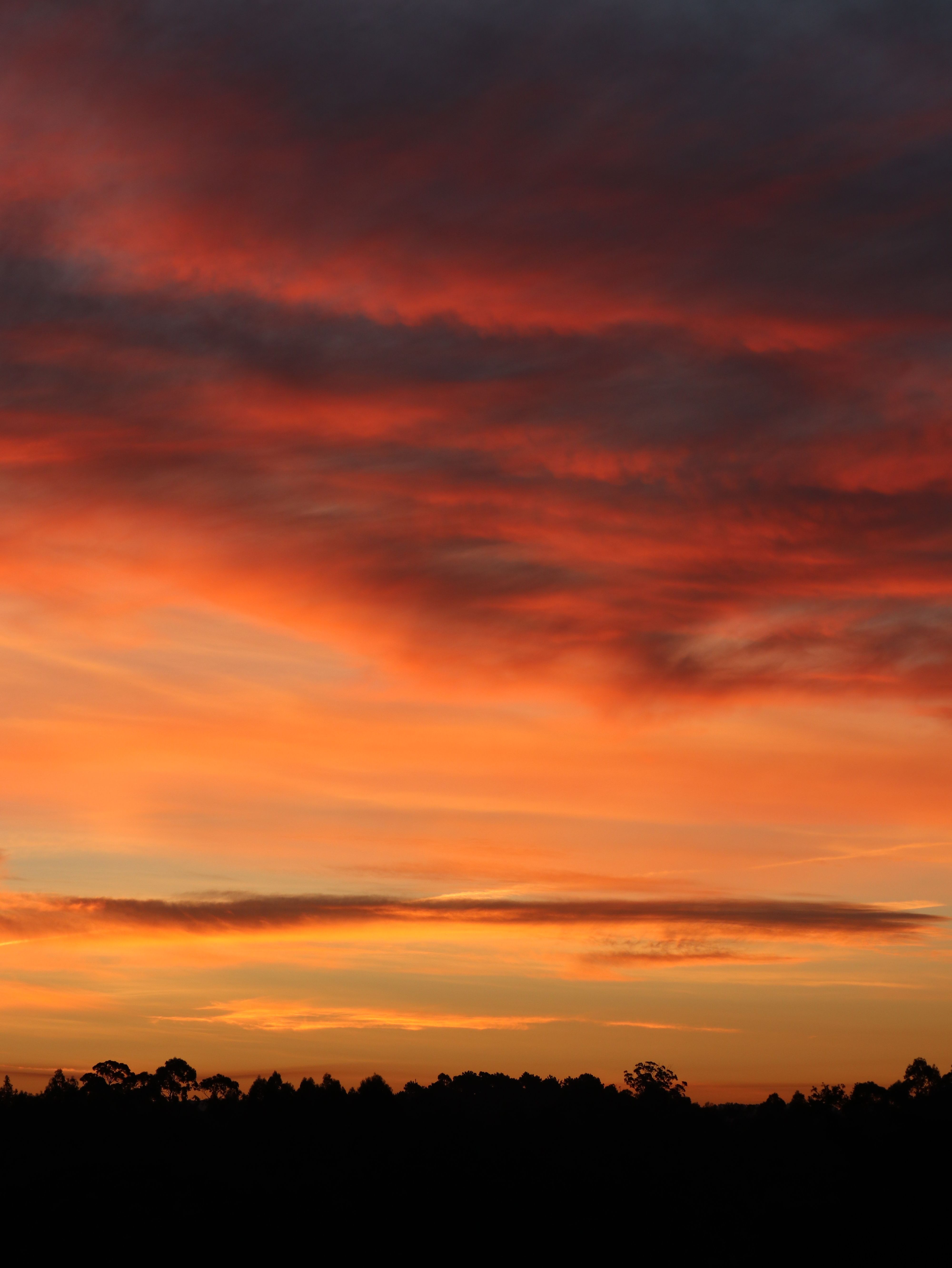 Silhouette of Trees during Sunrise · Free Stock Photo