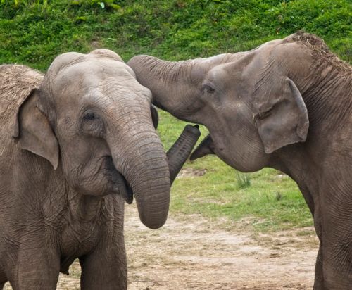 Free Two Asian elephants playfully interacting in a grassy outdoor setting. Stock Photo