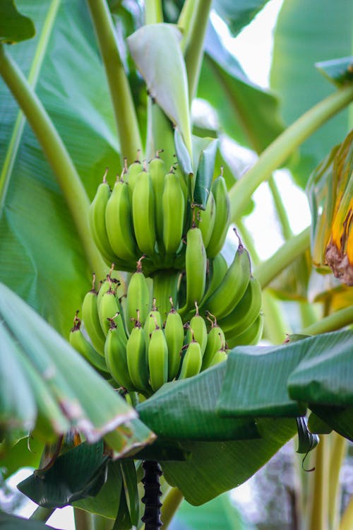 Free stock photo of banana, fruits, green banana