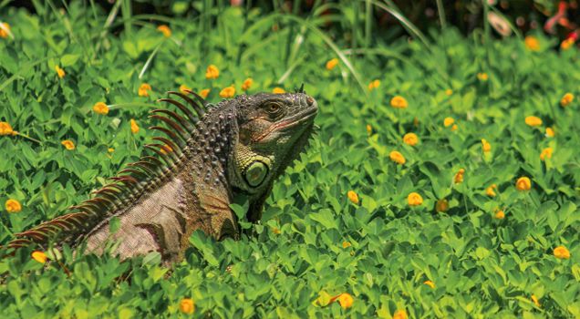 chameleon photo